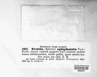 Dialonectria episphaeria image